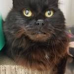 Pet of the Week: Shep