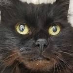 Pet of the Week: Shep