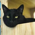 Pet of the Week: Wee-Bey