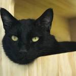 Pet of the Week: Wee-Bey