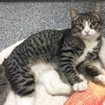 Pet of the Week: Neil