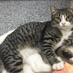 Pet of the Week: Neil