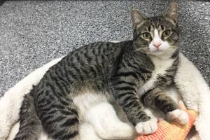 Pet of the Week: Neil