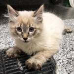 Pet of the Week: Rambo