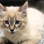 Pet of the Week: Rambo