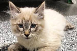 Pet of the Week: Rambo