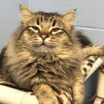 Pet of the Week: Knick