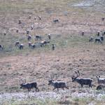 Caribou graze on the greening tundra of the Arctic National Wildlife Refuge in northeast Alaska in June, 2001. (Michael Penn | Juneau Empire File)