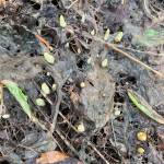 This may not be the most colorful photo, but I hope the promise of crocus breaking ground and seeking their destiny will cradle your soul and warm your heart, the Kachemak Gardener writes of crocus emerging at her garden on March 8, 2019, in Homer, Alaska. (Photo by Rosemary Fitzpatrick/Homer News)