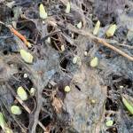 This may not be the most colorful photo, but I hope the promise of crocus breaking ground and seeking their destiny will cradle your soul and warm your heart, the Kachemak Gardener writes of crocus emerging at her garden on March 8, 2019, in Homer, Alaska. (Photo by Rosemary Fitzpatrick/Homer News)
