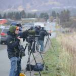 Birders line the bike path on the Homer Spit while looking for shorebirds in Mud Bay in May 2018, for the Kachemak Bay Shorebird Festival. (Photo by Michael Armstrong/Homer News)