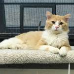 Pet of the Week: King