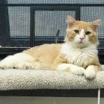 Pet of the Week: King