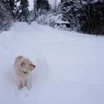 Leia the dog stands in a Diamond Ridge driveway covered in 4-foot snow drifts on Sunday, March 10, 2019, in Homer, Alaska. A blizzard over the weekend kept plow drivers busy. (Photo by Michael Armstrong/Homer News)
