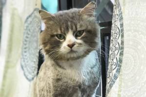 Pet of the Week: Blair