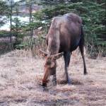 A moose takes a drink of water from a marshy area just off Kachemak Drive on Tuesday, March 19, 2019 in Homer, Alaska. (Photo by Megan Pacer/Homer News)