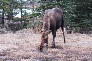 A moose takes a drink of water from a marshy area just off Kachemak Drive on Tuesday, March 19, 2019 in Homer, Alaska. (Photo by Megan Pacer/Homer News)