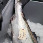 An angers catch sits waiting to be filleted on ice at Coal Point Seafoods during the Homer Winter King Salmon Tournament held Saturday, March 23, 2019 in Homer, Alaska. (Photo by Megan Pacer/Homer News)
