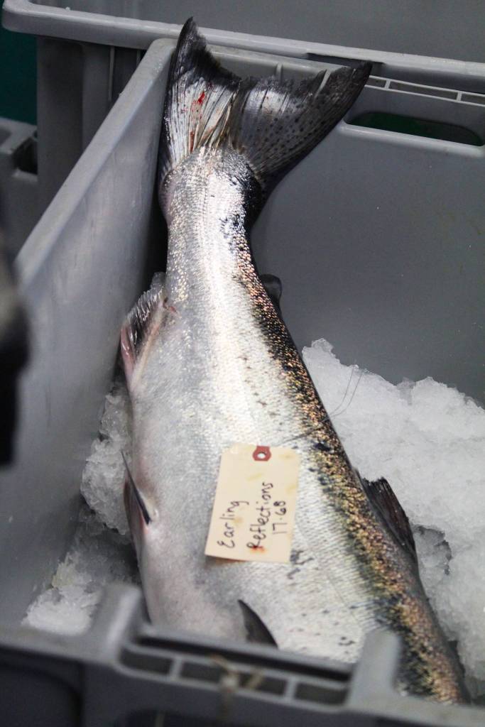 An angers catch sits waiting to be filleted on ice at Coal Point Seafoods during the Homer Winter King Salmon Tournament held Saturday, March 23, 2019 in Homer, Alaska. (Photo by Megan Pacer/Homer News)