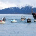 Anglers return to the Homer Harbor at the end of the Homer Winter King Salmon Tournament held Saturday, March 23, 2019 in Homer, Alaska. (Photo by Megan Pacer/Homer News)