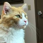 Pet of the Week: King