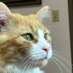 Pet of the Week: King