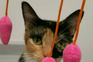 Pet of the Week: Lucy