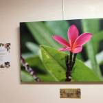 A photograph by Dr. Edson Knapp, right, and a poem by Linda Martin, left, from Spring, a collaborative show by them showing at South Peninsula Hospital. (Photo provided)