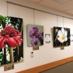 Photographs by Dr. Edson Knapp and poems by Linda Martin from Spring, a collaborative show by them showing at South Peninsula Hospital. (Photo provided)