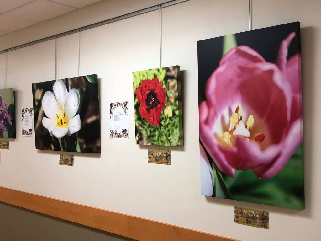 Photographs by Dr. Edson Knapp and poems by Linda Martin from Spring, a collaborative show by them showing at South Peninsula Hospital. (Photo provided)