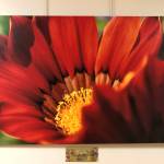 A photograph by Dr. Edson Knapp from Spring, a collaborative show with poet Linda Martin showing at South Peninsula Hospital. (Photo provided)