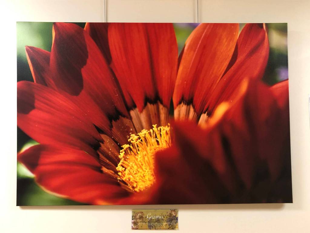 A photograph by Dr. Edson Knapp from Spring, a collaborative show with poet Linda Martin showing at South Peninsula Hospital. (Photo provided)