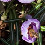 In addition to bringing early color and joy into our lives, the honeybees are equally entranced, the Kachemak Gardener writes of crocuses blooming in her garden on March 31, 2019, in Homer, Alaska. (Photo by Rosemary Fitzpatrick)
