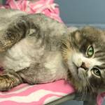 Pet of the Week: Blair