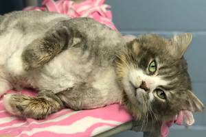 Pet of the Week: Blair