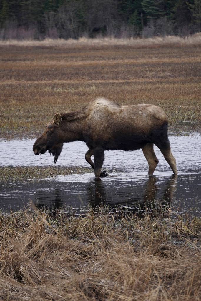 A moose browses at the east end of Beluga Lake about 6 p.m. Thursday, April 11, 2019, as seen from the airport viewing platform at the end of FAA Road in Homer, Alaska. The moose was among five moose feeding in the marsh. (Photo by Michael Armstrong/Homer News)