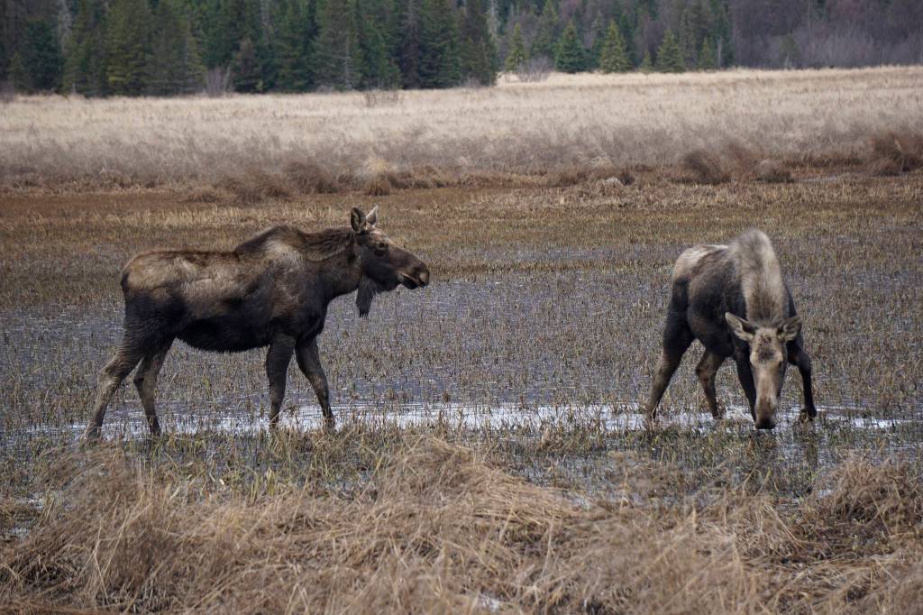 Two moose browse at the east end of Beluga Lake about 6 p.m. Thursday, April 11, 2019, as seen from the airport viewing platform at the end of FAA Road in Homer, Alaska. The moose were among a group of five feeding in the marsh. (Photo by Michael Armstrong/Homer News)