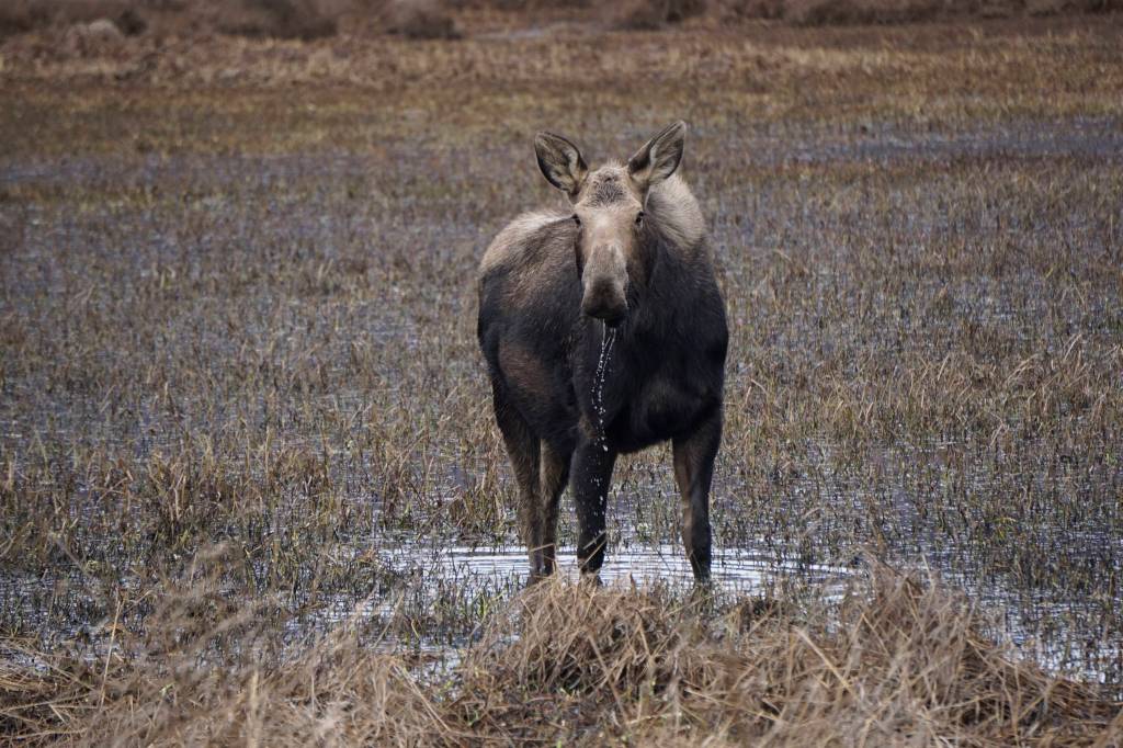 A moose browses at the east end of Beluga Lake about 6 p.m. Thursday, April 11, 2019, as seen from the airport viewing platform at the end of FAA Road in Homer, Alaska. The moose was among five moose feeding in the marsh. (Photo by Michael Armstrong/Homer News)