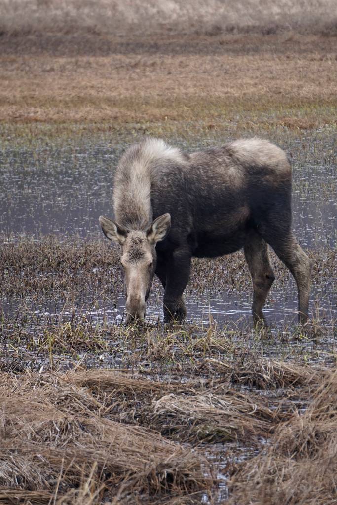 A moose browses at the east end of Beluga Lake about 6 p.m. Thursday, April 11, 2019, as seen from the airport viewing platform at the end of FAA Road in Homer, Alaska. The moose was among five moose feeding in the marsh. (Photo by Michael Armstrong/Homer News)