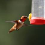A rufous hummingbird sips nectar from a feeder in this undated photograph. (Photo by Carla Stanley)