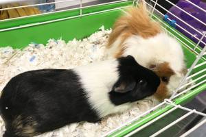 Pet of the Week: Guinea pigs