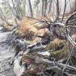 Spruce trees that were placed along the Kenai River for revetment several years ago are seen here in Kenai, Alaska on April 12, 2019. (Photo by Brian Mazurek/Peninsula Clarion)