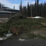 Felled spruce trees wait to be picked up by property owners and used for revetment purposes outside of the Kenai River Center in Kenai, Alaska on April 9, 2019. (Photo courtesy of Mike Hill/USFWS)