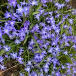 The hardy fall planted spring blooming bulb chionodoxa may be worse for wear after being battered by wind and snow, but it bravely offers up its glory as seen in this photo taken April 19, 2019, in Homer, Alaska. (Photo by Rosemary Fitzpatrick)