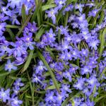 The hardy fall planted spring blooming bulb chionodoxa may be worse for wear after being battered by wind and snow, but it bravely offers up its glory as seen in this photo taken April 19, 2019, in Homer, Alaska. (Photo by Rosemary Fitzpatrick)