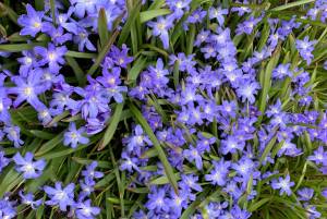 The hardy fall planted spring blooming bulb chionodoxa may be worse for wear after being battered by wind and snow, but it bravely offers up its glory as seen in this photo taken April 19, 2019, in Homer, Alaska. (Photo by Rosemary Fitzpatrick)