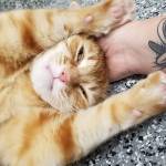 Pet of the Week: Luna