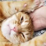 Pet of the Week: Luna