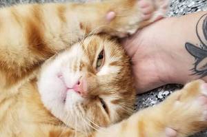 Pet of the Week: Luna