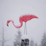 Snow falls on a pink flamingo lawn decoration on Sunday afternoon, April 21, 2019, on Diamond Ridge Road in Homer, Alaska. A spring snowstorm dropped about 6 inches of snow on Homer over the weekend. (Photo by Michael Armstrong/Homer News)